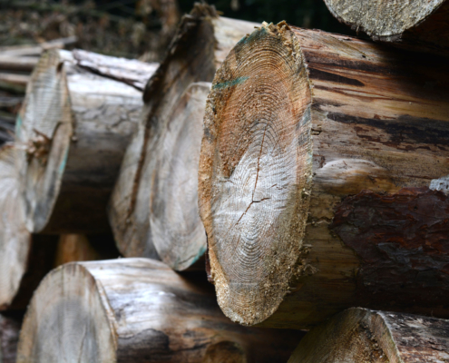 DSC_0204_by-(c)LK-Noe-Zeller